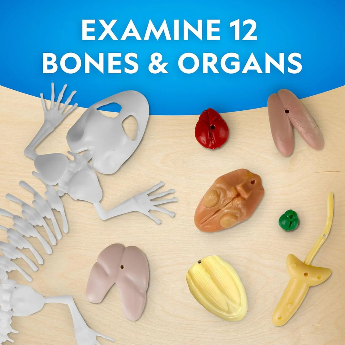 san-pham-steam-giai-phau-than-lan-1